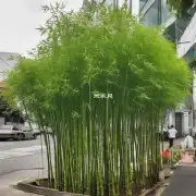 问北方竹子什么时候移栽？