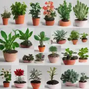 不同类型的植物有不同的需求吗？