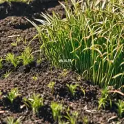 镜面草在春季播种时应该使用什么样的土壤肥料?