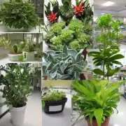 哪些类型的植物适合用作医院病房里的装饰?