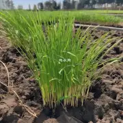 如何在春末将芦苇盆栽移植到新土壤中?