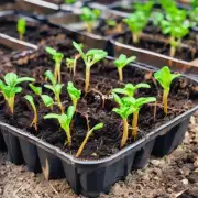如果植物幼苗被意外移除的根系部分应该如何处理以及如何为新生长而继续生长的植株提供足够的养分?