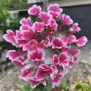 你知道有一种名为六月开花的花卉吗？如果有的话它有什么特点或特征吗？