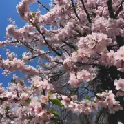哪些树在春季开花非常香?