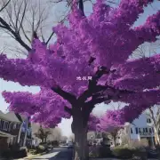 种植紫薇树的最佳时间是什么时候？