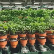 对如果您想尽快地将绿萝繁育成大群植物的话那么有几个关键点需要注意一下呢？