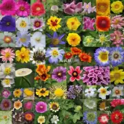 能不能介绍一下六月开花的一些常见种类以及它们的特点或者习性？