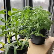 天门冬有哪些适合作为室内植物生长的最佳条件?