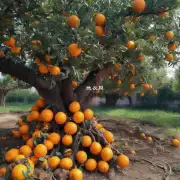 如何防治盆栽橘子树根部腐烂的问题呢?