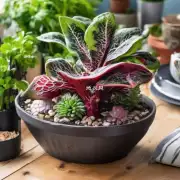 你觉得哪些多肉植物适合作为室内盆栽装饰?
