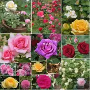 哪些植物和动物对生长中的玫瑰花生长有利?