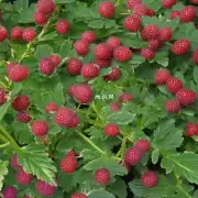 仁波卡多Rubus chinensis Mill可以治疗什么?