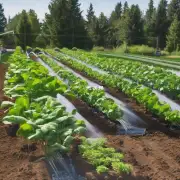 关于灌溉方法你会推荐使用哪些方法来灌溉植物?