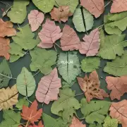 枫树叶子上的气孔位于叶子的哪个部位?