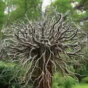 你能介绍一下一些常见的植物根系形状吗?