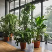 哪些大型室内植物对湿度要求较高?