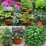 哪些植物最适合做盆景?