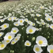 你认为为什么现在人们越来越多地喜欢选择种植和装饰白色罂粟花了呢?