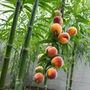 家中竹桃的高度是多少?