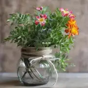 如果你想要一个非常特别的盆栽花卉作为装饰品你会选择哪种植物?