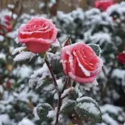 什么是冻害它如何影响玫瑰花的生长发育?