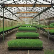 昌盛草是否适合种植在温室环境下?