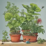 在室内或室外种植时有些植物特别容易出现害虫侵袭怎么办?