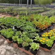 哪些植物可以在夏天的高温条件下经受住更多干燥条件而不易枯萎凋零这取决于植物品种?