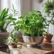 如何修剪室内植物以保持健康状态?