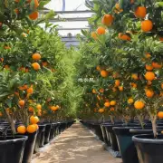 盆栽橘子树在种植过程中如何进行浇水和施肥呢?