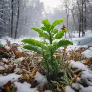 哪些植物在寒冷环境中更容易存活?