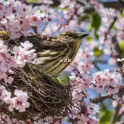 如何控制鸟巢花的开花时间?
