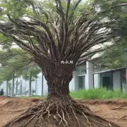 如何确保固定根的质量和可持续性?