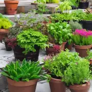 如何选择适合种植在家中的各种盆栽花卉?