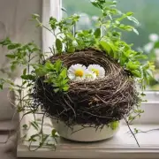 如何将鸟巢花种植在室内?