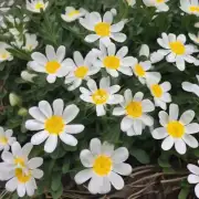 鸡蛋花的花瓣是什么颜色的呢?