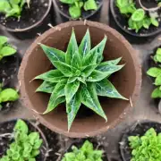 在种植过程中您认为应该定期给植物施肥吗?
