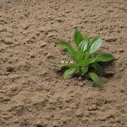 如果用沙子作为介质的盆栽花土壤中加入了腐叶土珍珠岩等其他材料那么这些材料对盆栽植物的影响是什么?