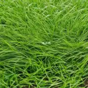 有哪些常见问题或障碍阻止了昌盛草的正常生长?