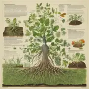在植物学领域中有没有关于植物根系统的研究重点和最新进展?