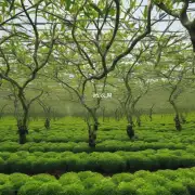 的话题茶梅树在生长过程中对氮磷和钾的需求量是多少?