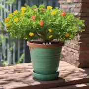 是否需要将花盆放在阳光下并保持良通风以保证月季能够成长和开花?