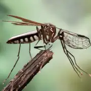什么香草木驱蚊有哪些功效和作用?