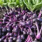 使用什么肥料最适合种植紫背菜?