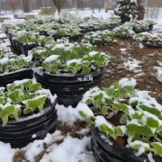 如何确保植物能够安全地度过寒冷的冬季?