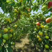什么是青团茶花果树和它们在农业生产中的作用是什么?