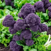 紫背菜在生长过程中需要注意哪些方面?