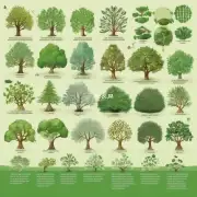 什么是苗木关键词用什么生态特性以及它们如何影响植物的生长和繁殖?