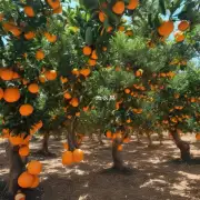 盆栽橘子树的生长会受到哪些环境因素的影响呢?
