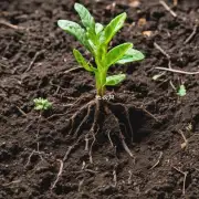 如何正确地将固定根插入土壤中以获得最佳效果?